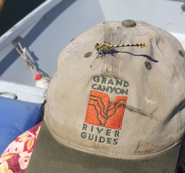 dragonfly on Ric's dory hat