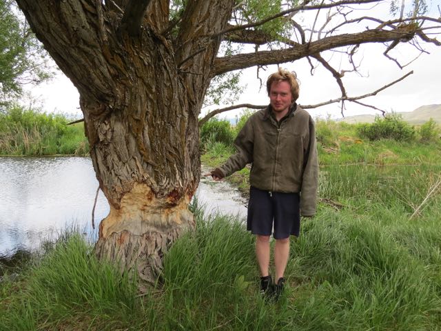 Ian points out beaver tree