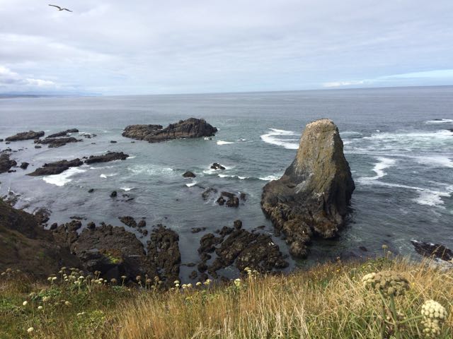 murre colony yaquina