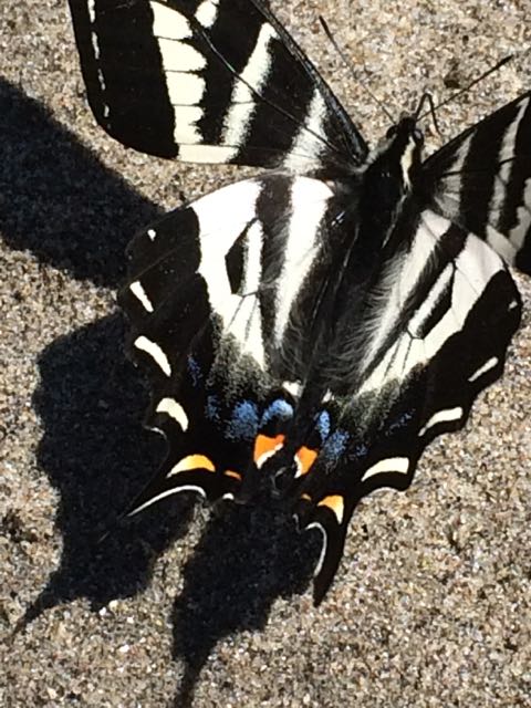 swallowtail closeup