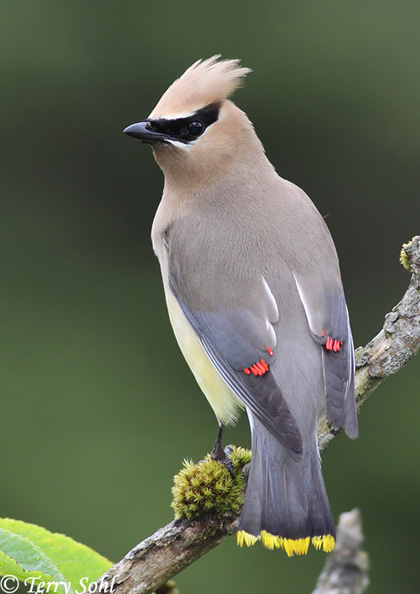 Cedar Waxwing