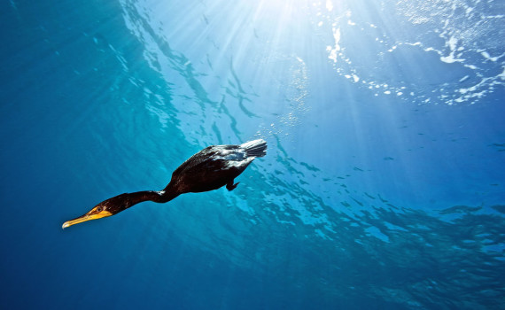 Cormorant-webready-570x350