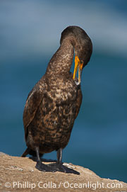 Double-crested cormorant