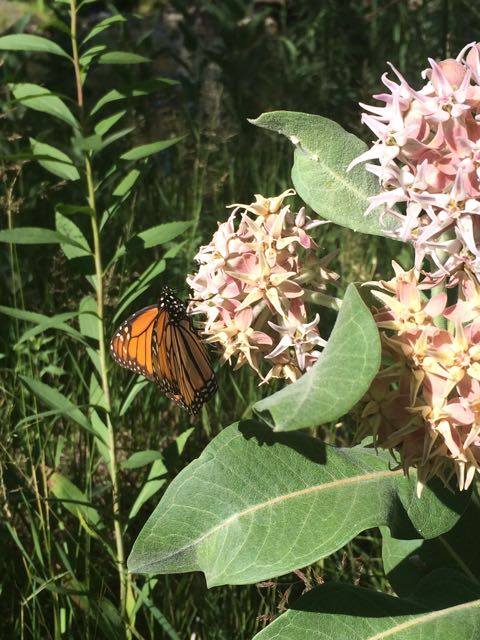 13631448_290388437973246_9104301462012550111_n