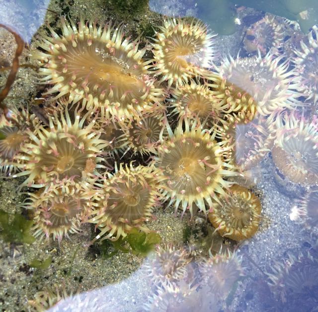 anemones in pool