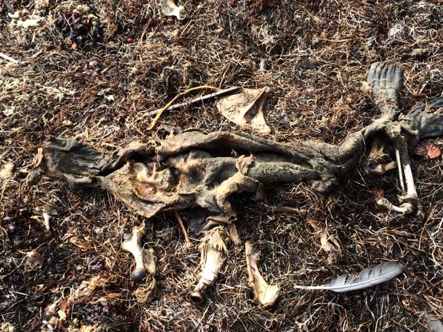 detritus &amp; seal bones/skin