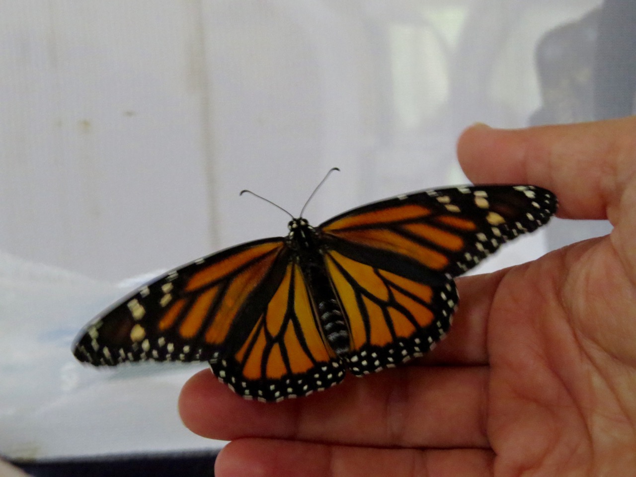 emerged monarch wings spread
