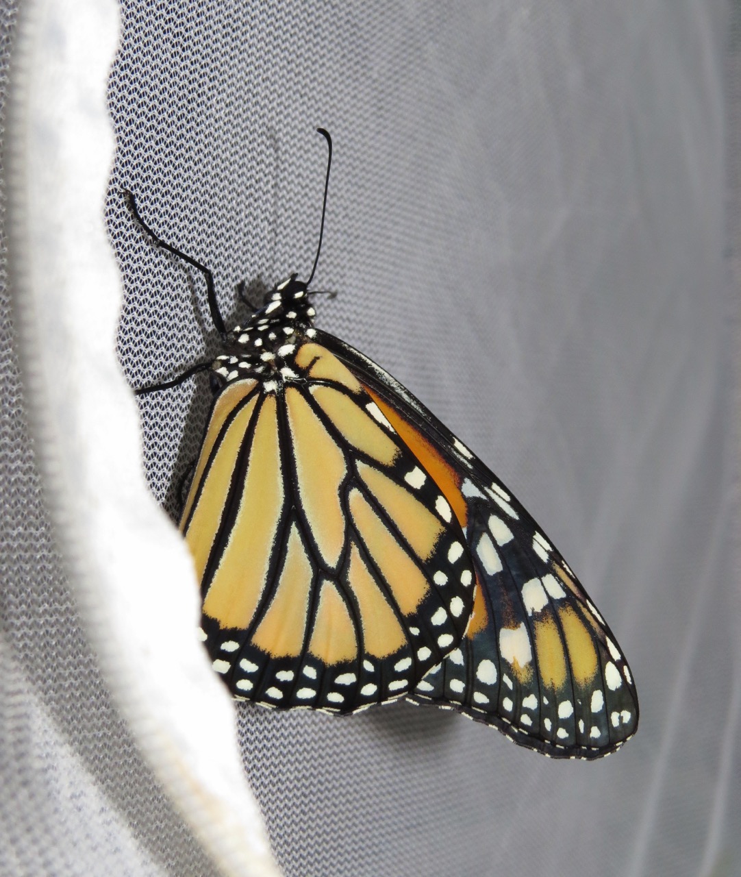 just emerged monarch