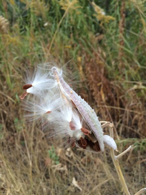 milkweed seeds&amp;goldenrod