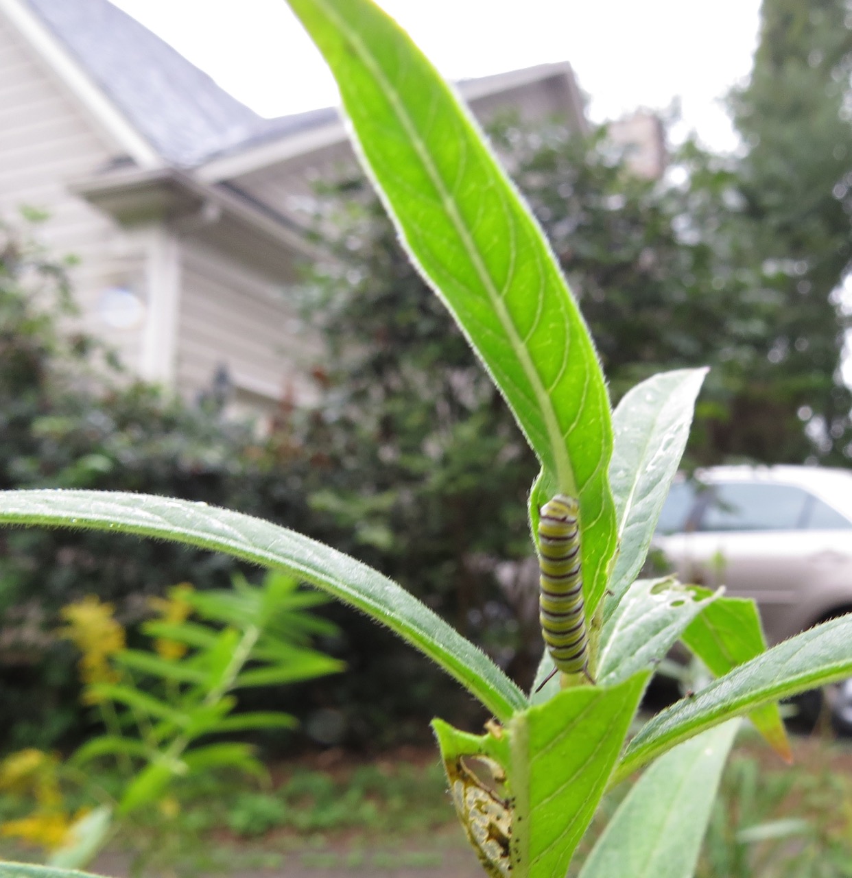 monarch caterpillar on milkweed in waystation garden