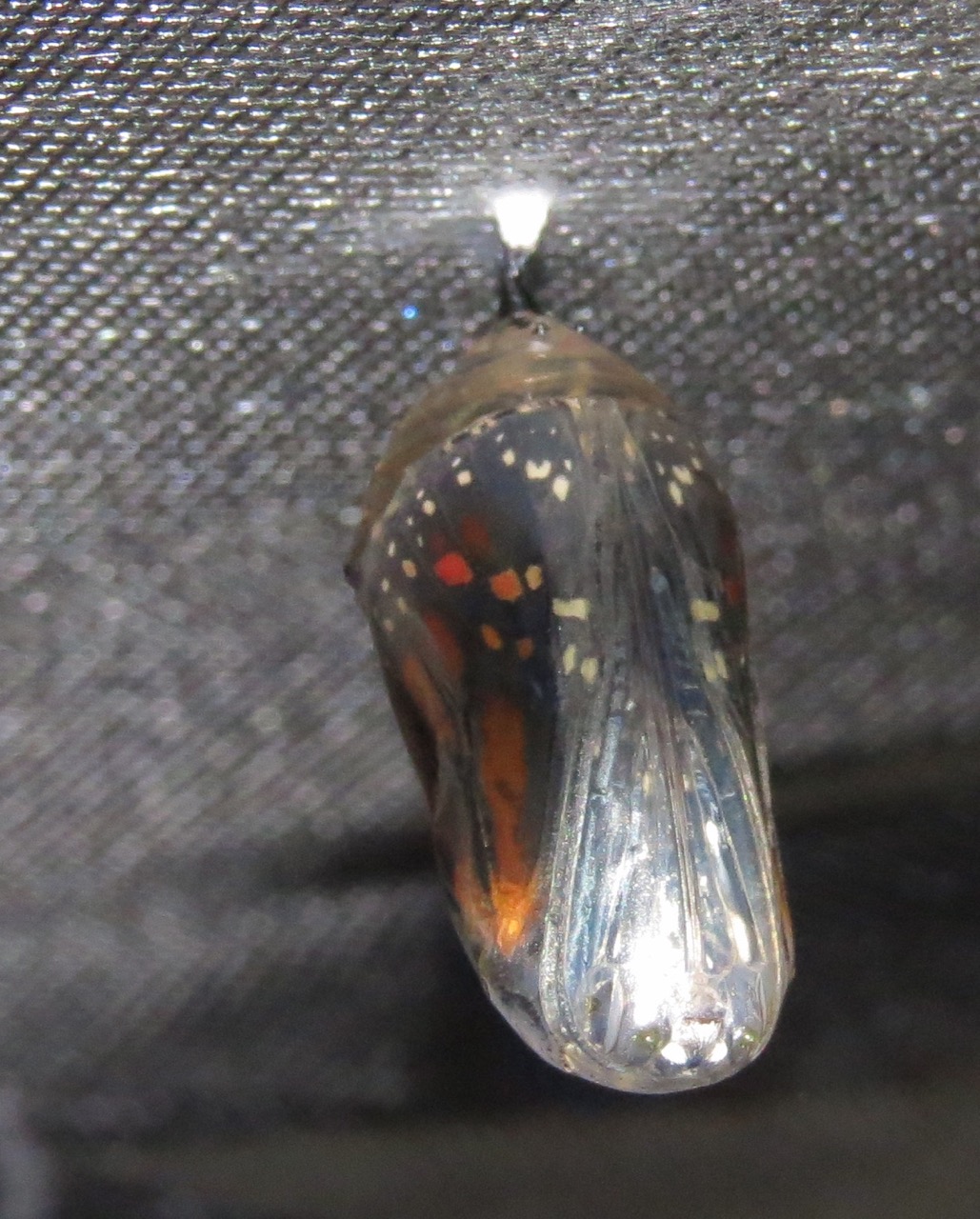 monarch chrysalis