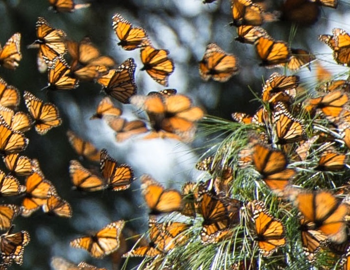 monarchs_mexico3_pcdonated_nicolehamilton