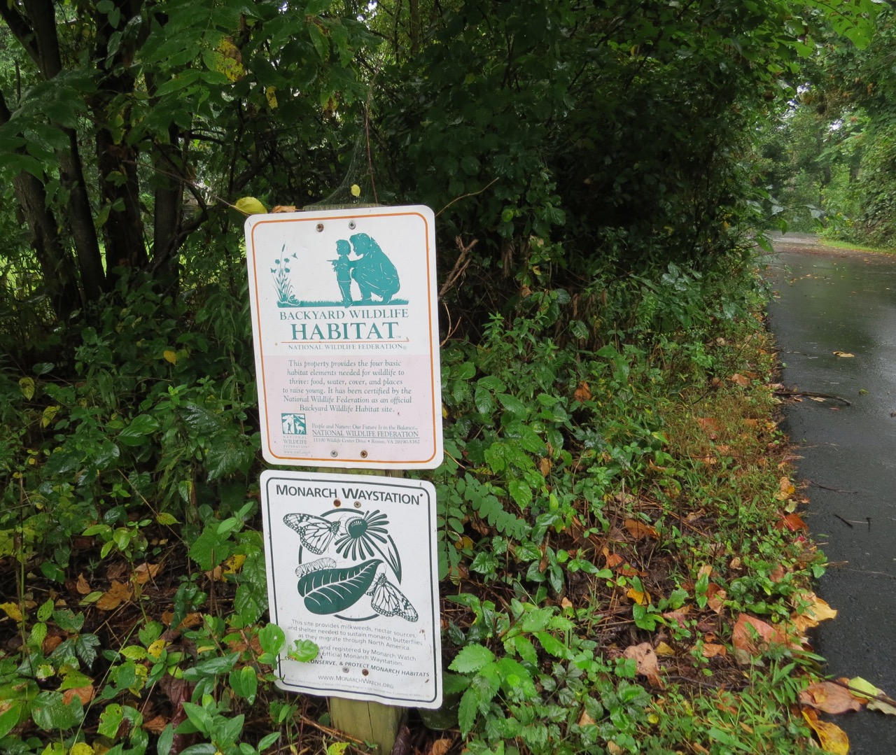 NWF backyard habitat, monarch waystation