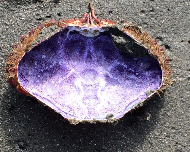 purple crab shell interior