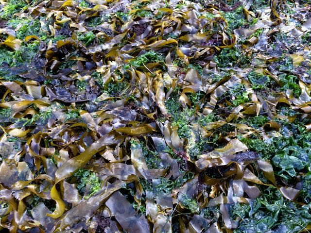 seaweed textures