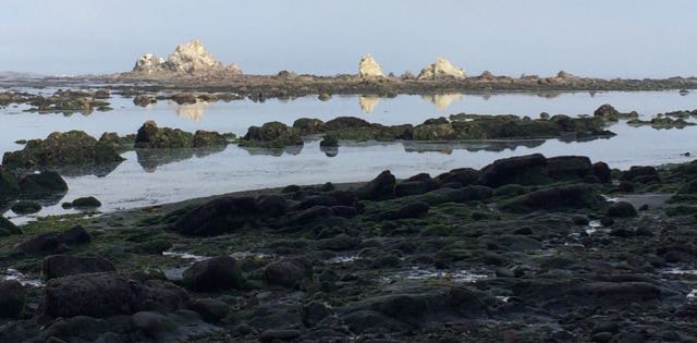 Simpson Reef Intertidal