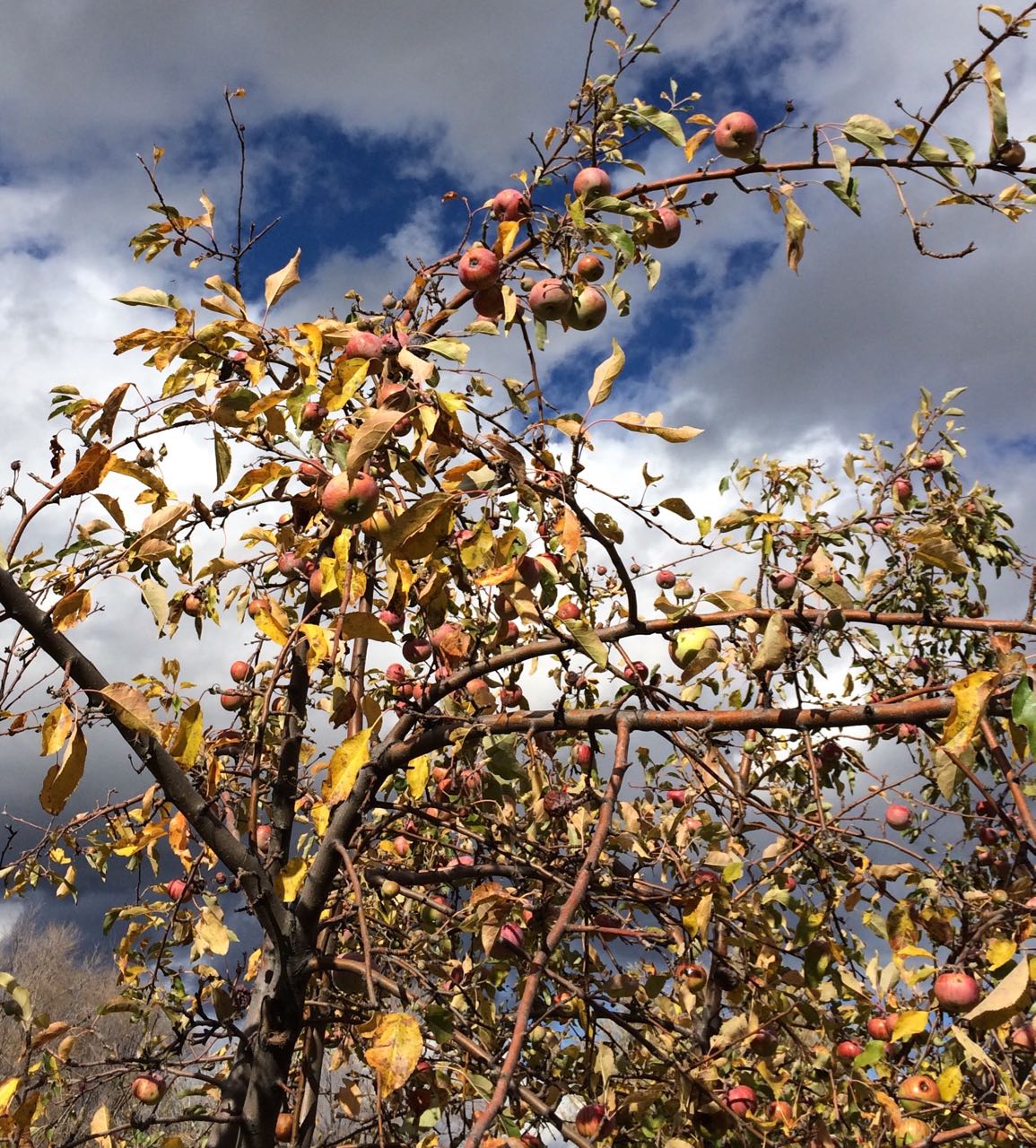 applesonoldappletree