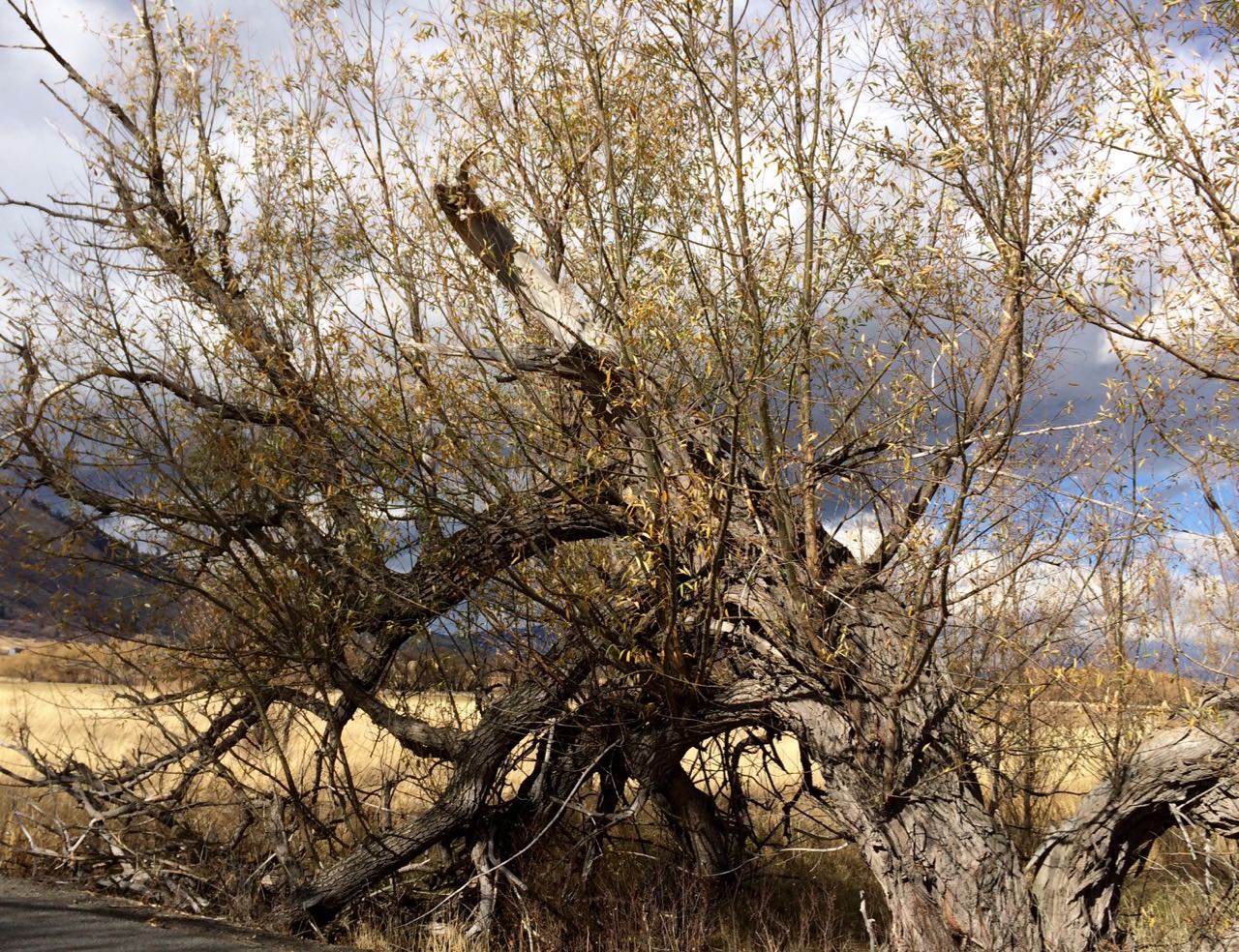 brokenwillowkeepsgrowing