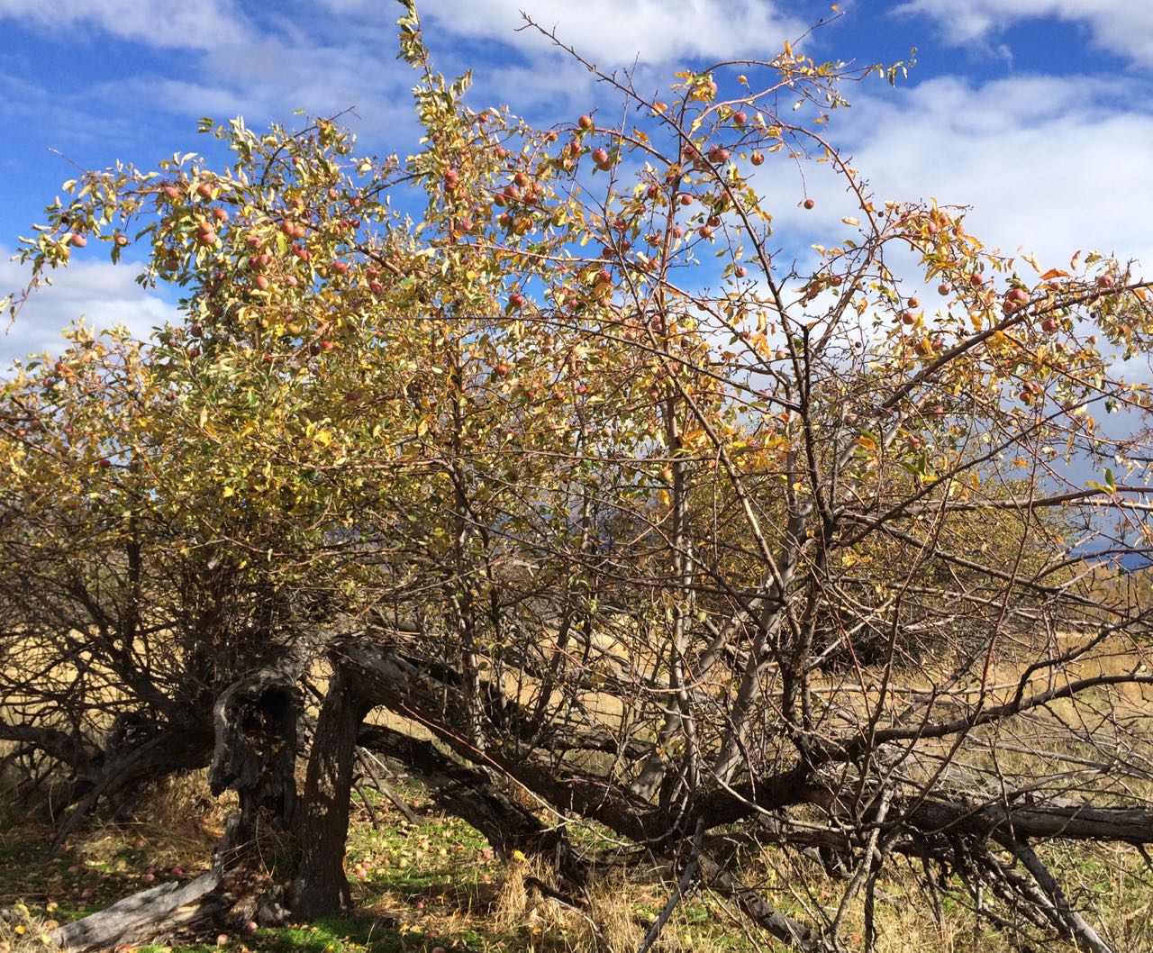 oldapplekeepsproducing