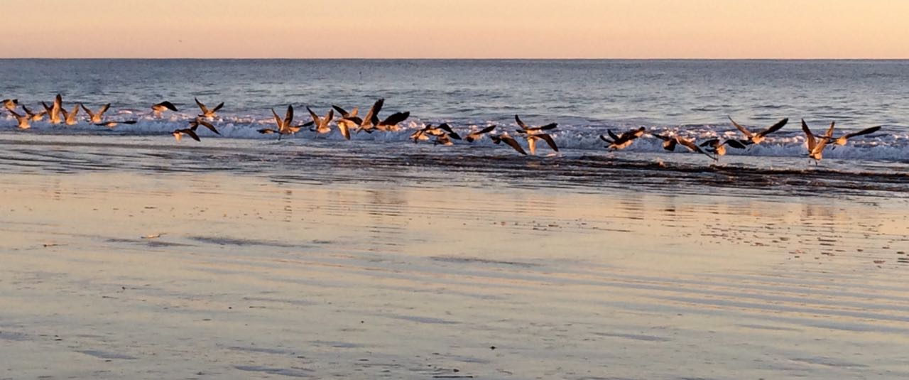 Limantour beach heerman's gulls