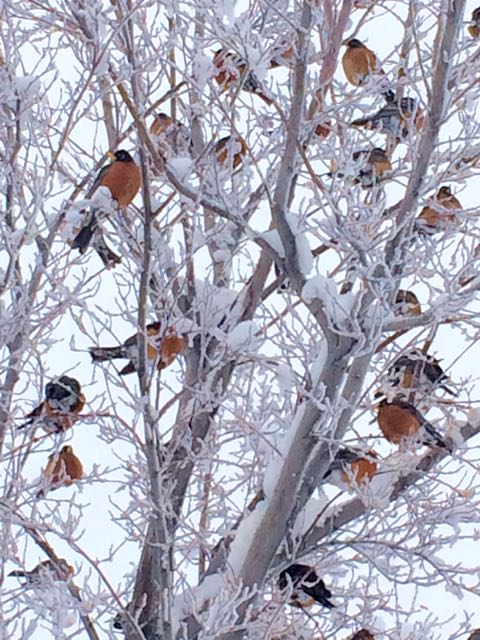 robins in snowstorm
