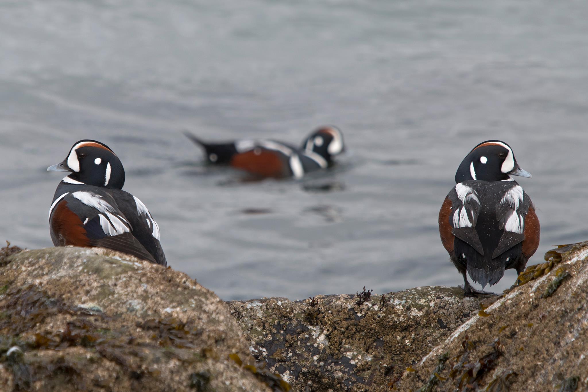 17097666_1430043007058953_1524855719257294366_o