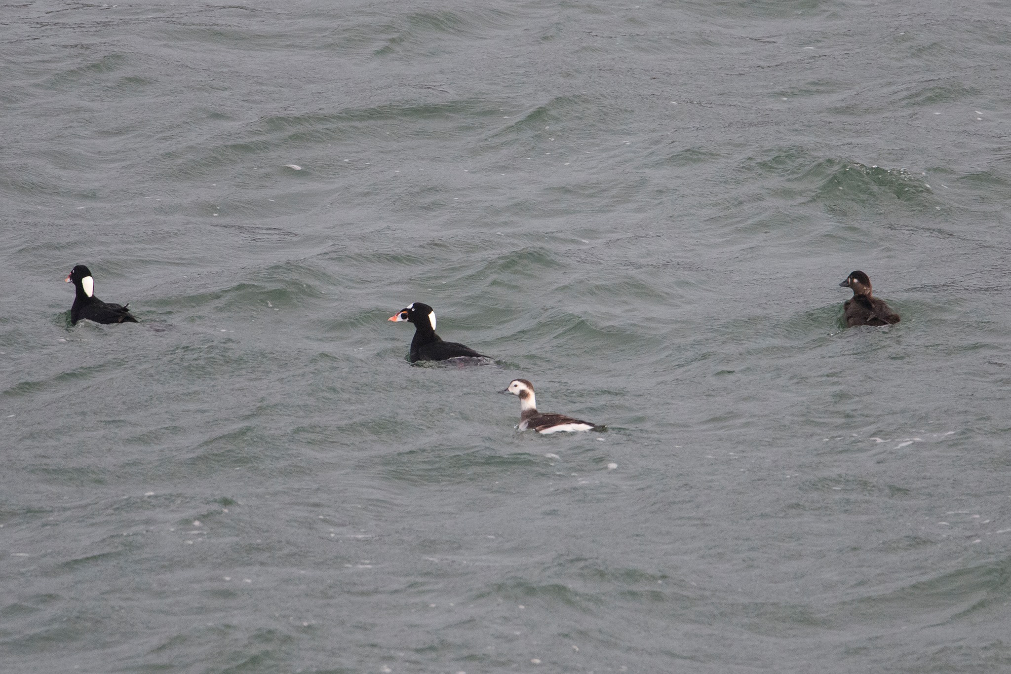 17097735_1430043840392203_5837657825235532202_o