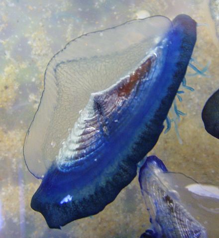 440px-Velella_Bae_an_Anaon