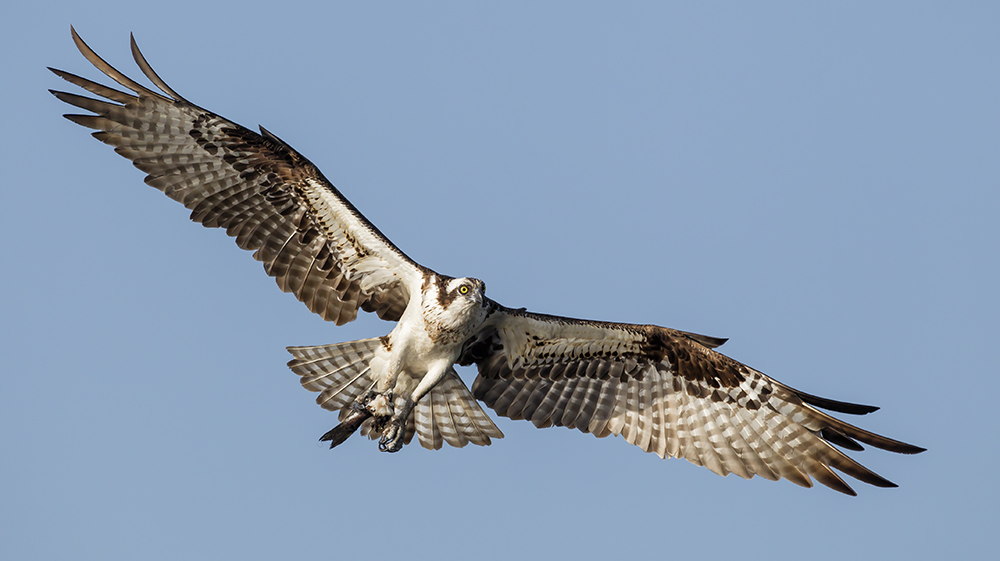 Osprey_AlfredForns-AudubonPotographyAward