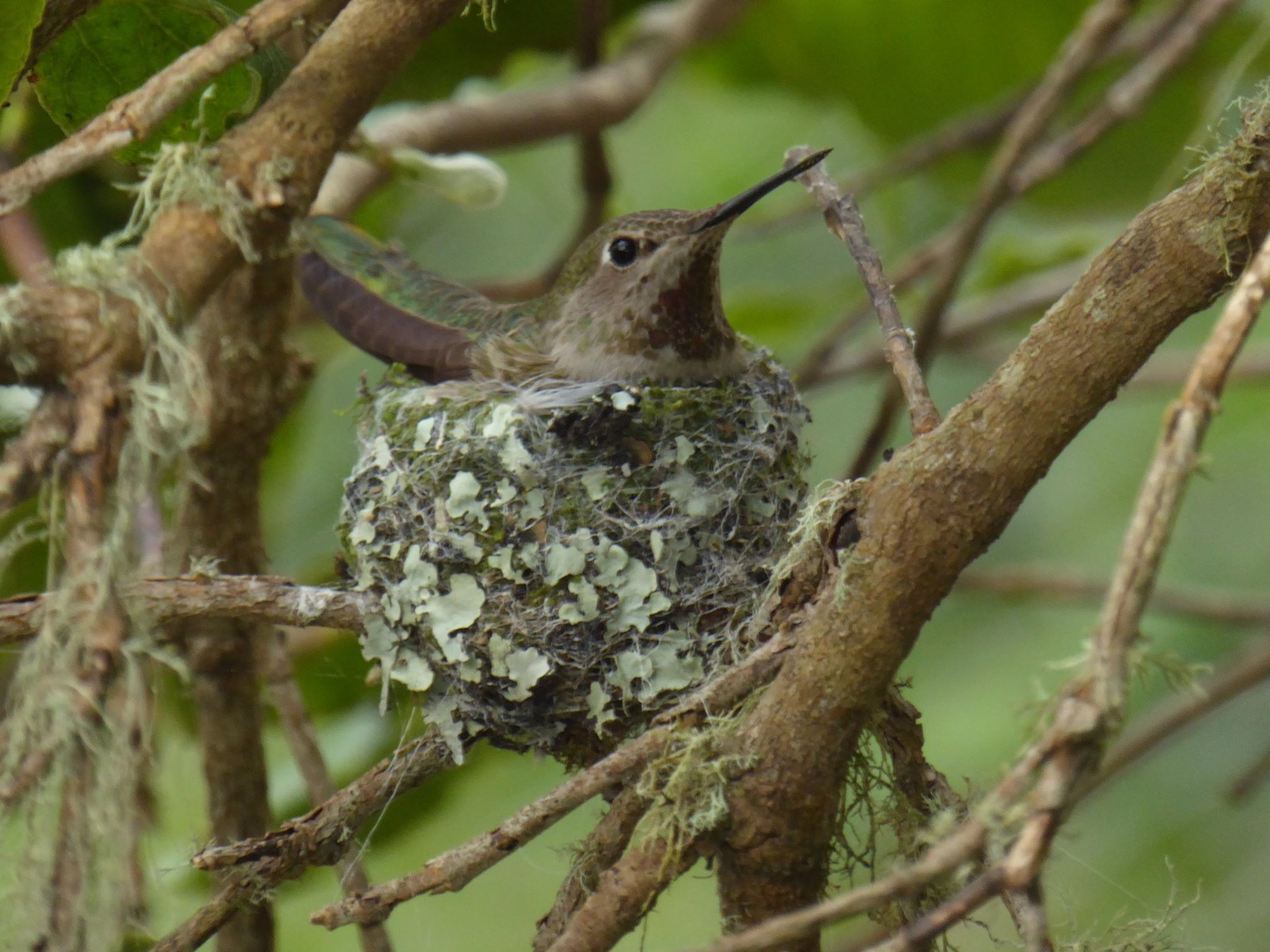 annas hummingbird on nest
