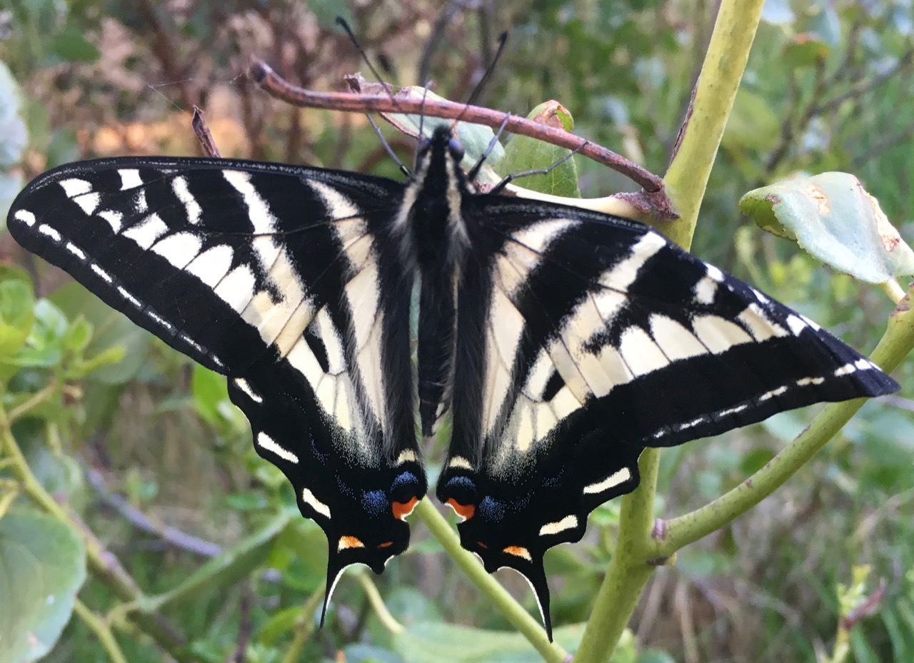 Swallowtail resting