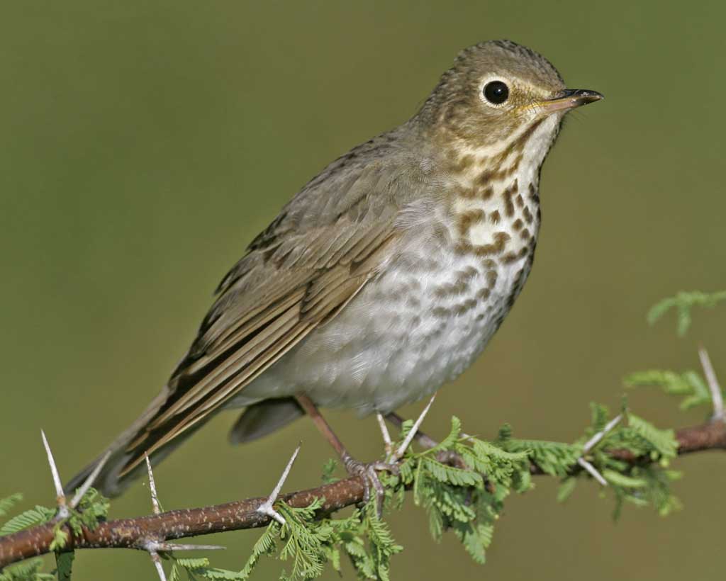 Swainsons_Thrush_s52-11-419_l