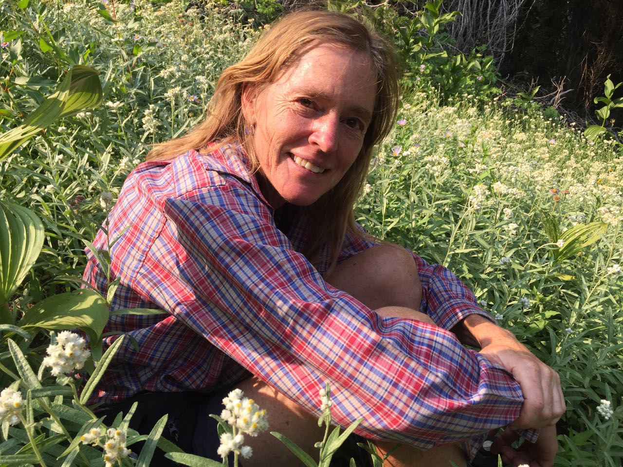 pearly everlasting field