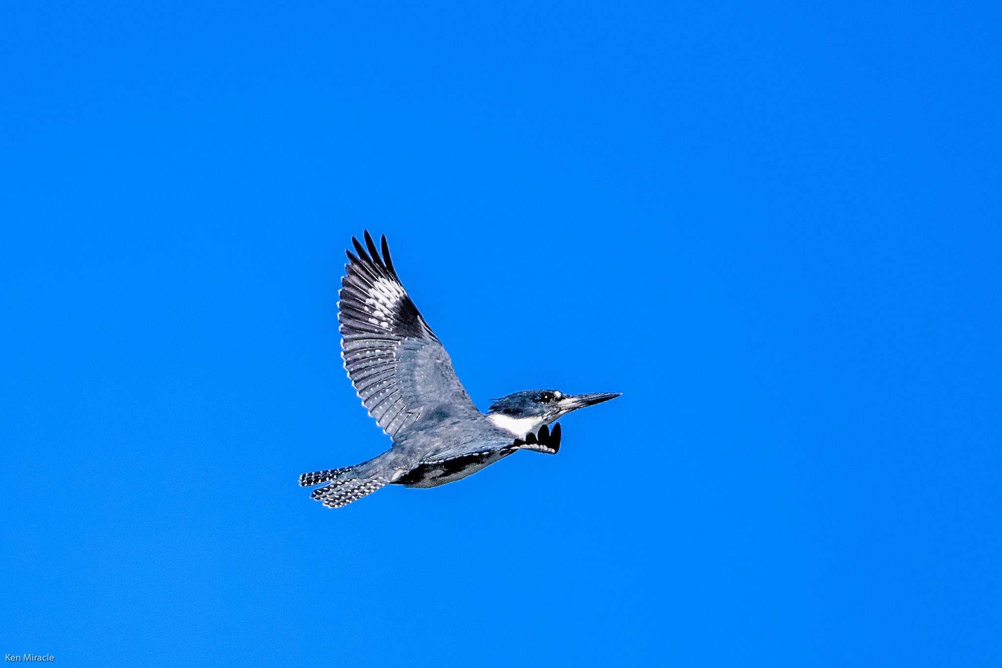 kingfisher-kenmiracle