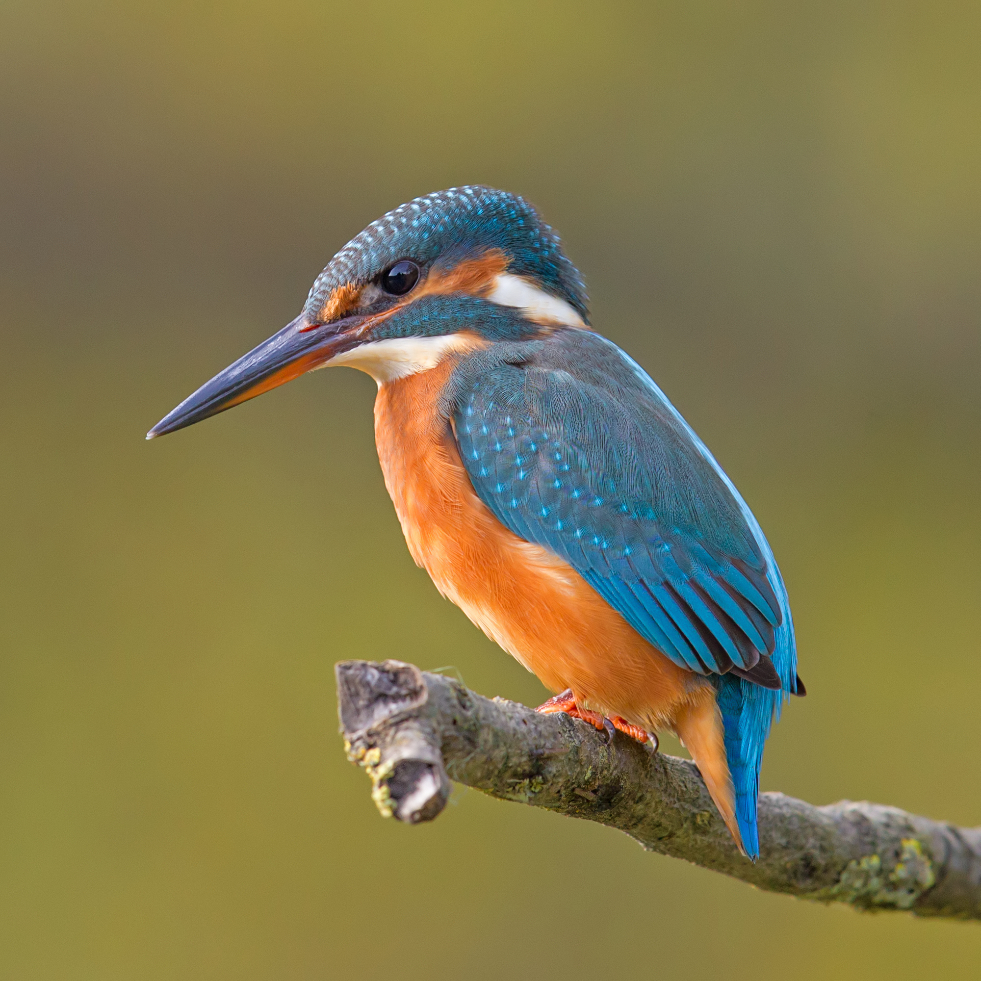 Common_Kingfisher_Alcedo_atthis