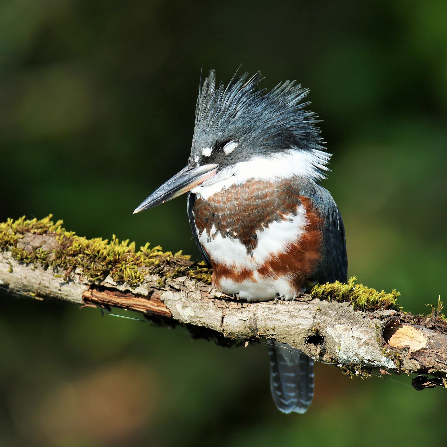kingfisherjuvenilesleeping 2