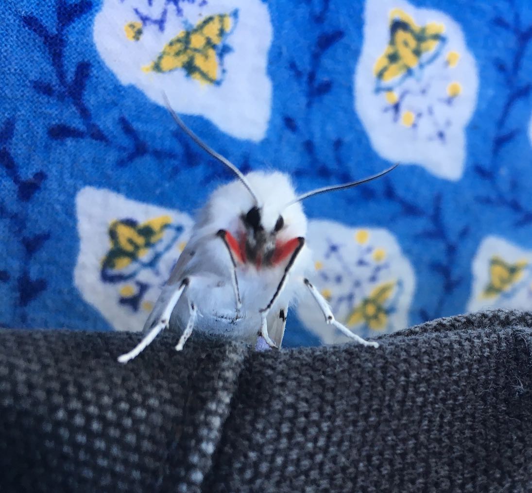 Vestal Tiger Moth Spilosoma vestalis