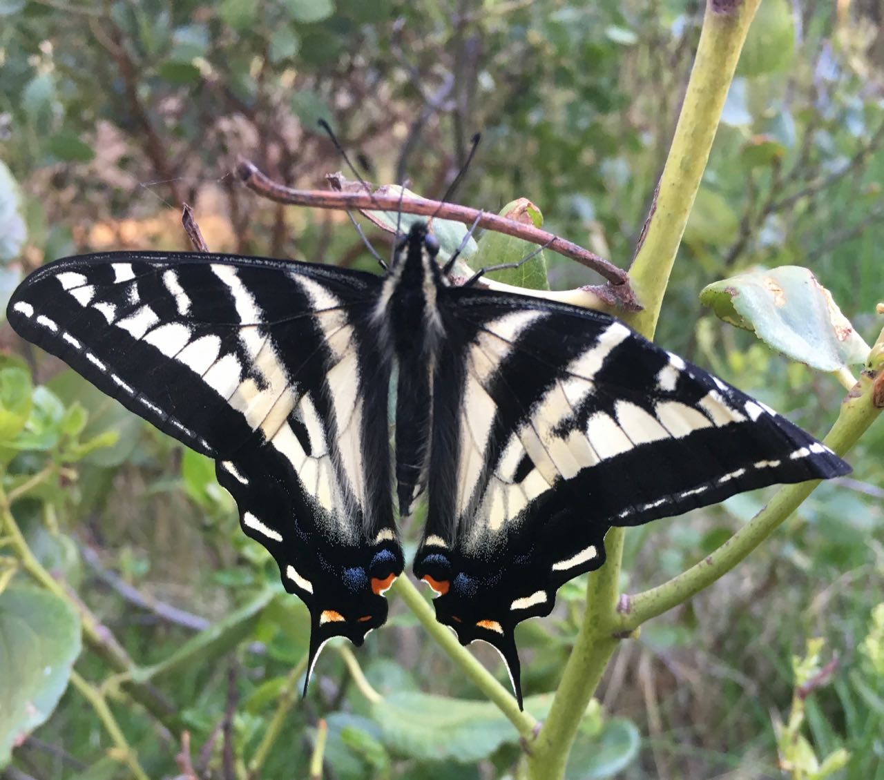 Swallowtail resting