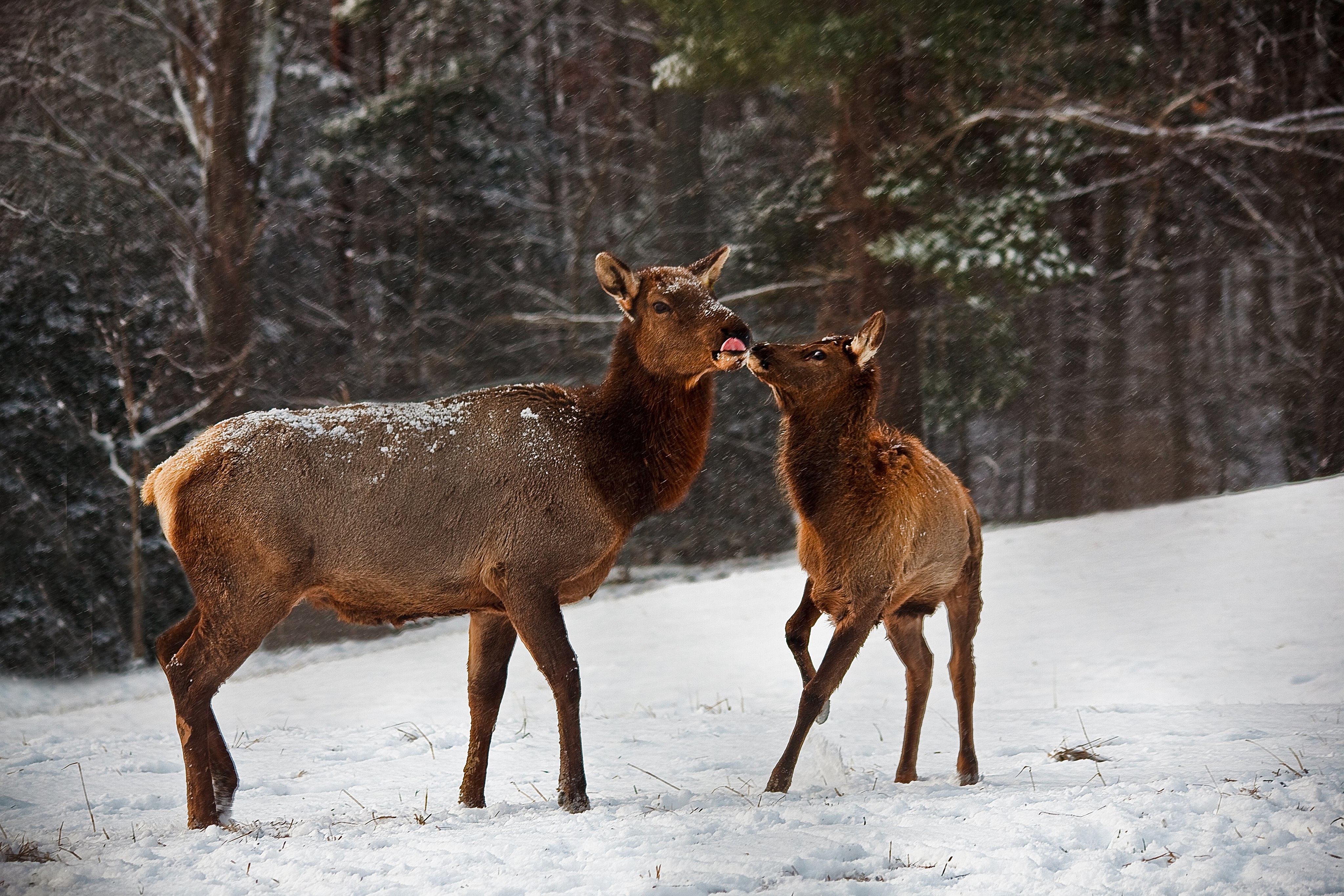 Mother-calf-elk-snow-kissing_-_West_Virginia_-_ForestWander