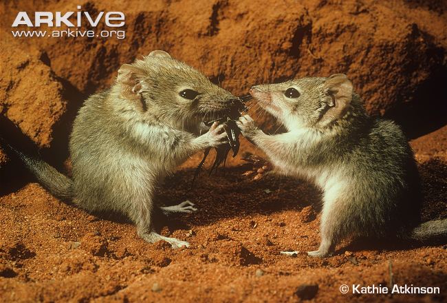 Two-crest-tailed-mulgaras-manipulating-food-in-hands-and-eating-cricket