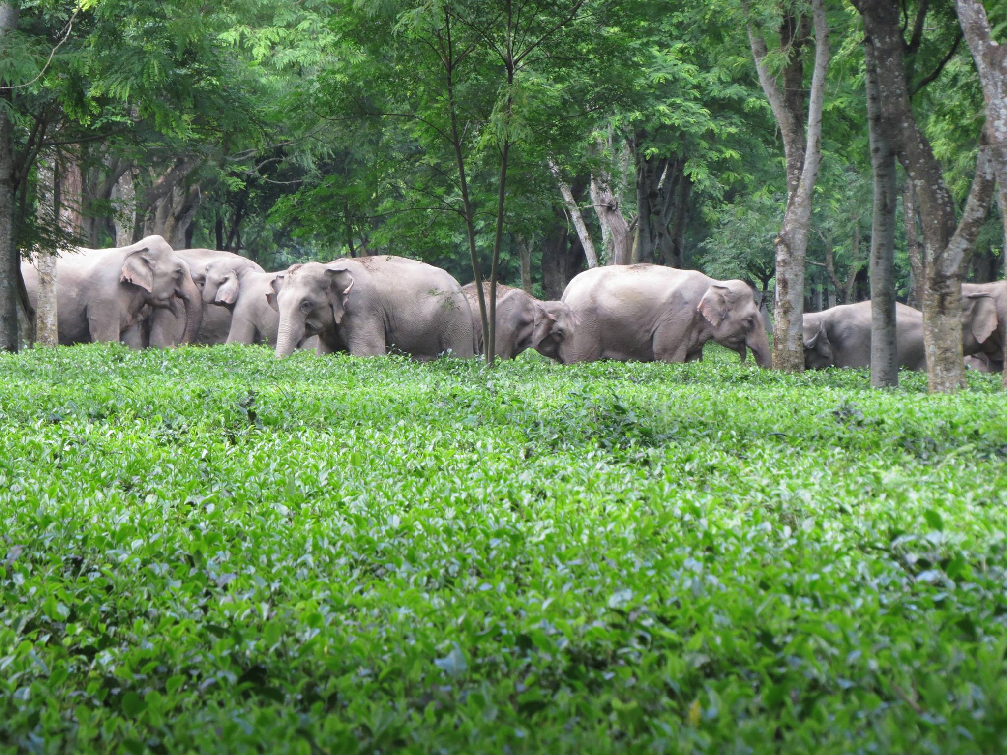 elephantsteaplantation