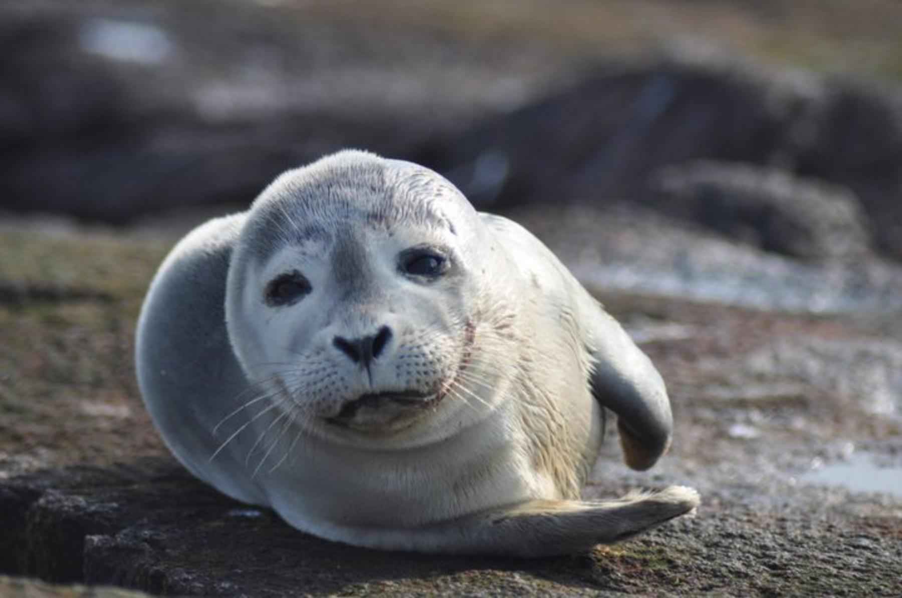 harbor_seal_mammal_phoca_vitulina
