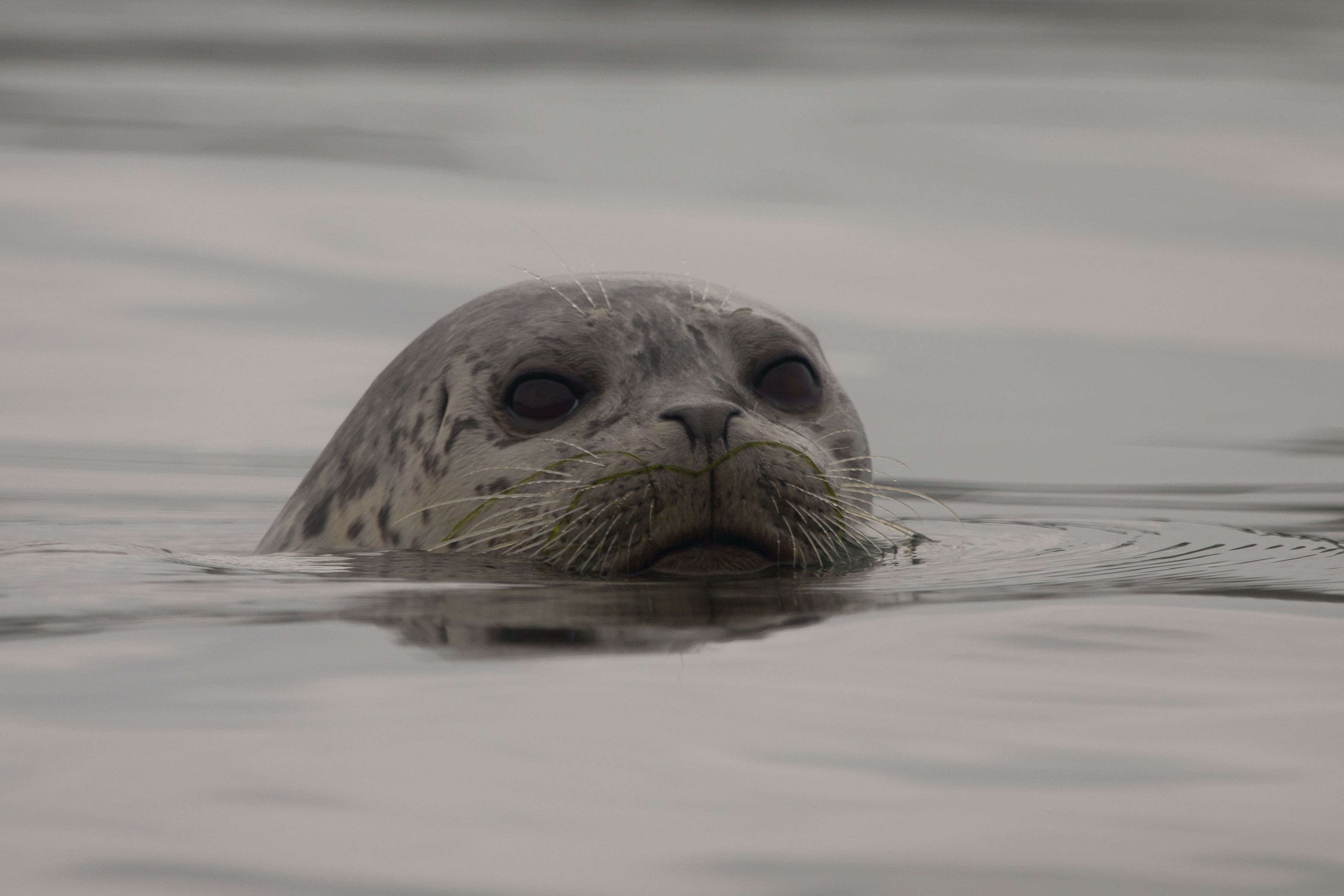 USFWS_harbor_seal_(23221828744)