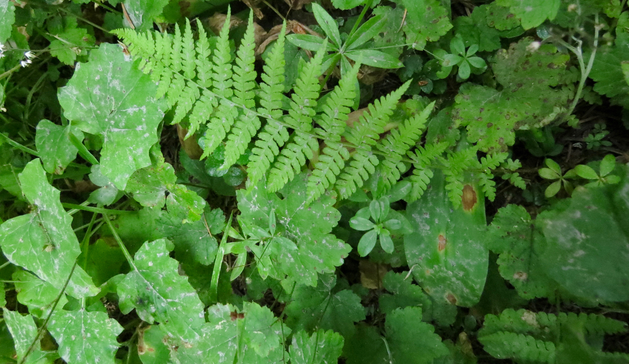 13- understory of ferns,etc