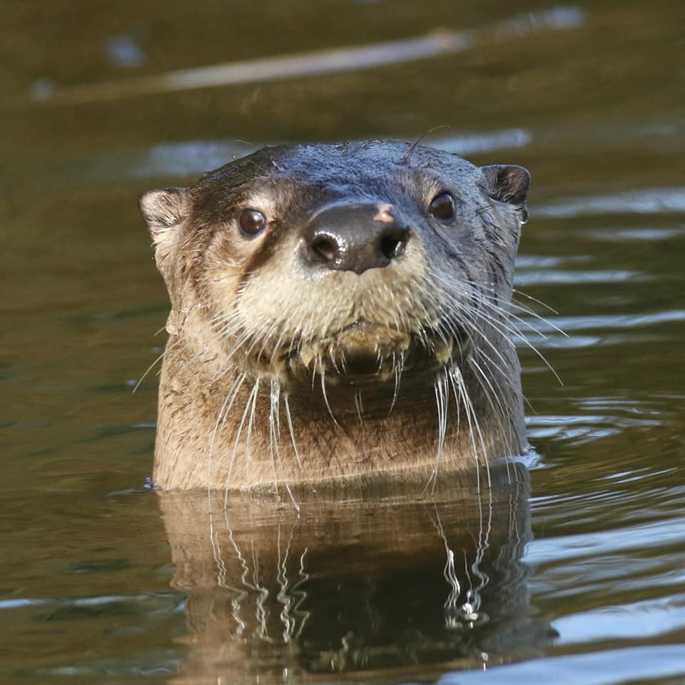 41702469_703587310010072_5545350563559899136_n