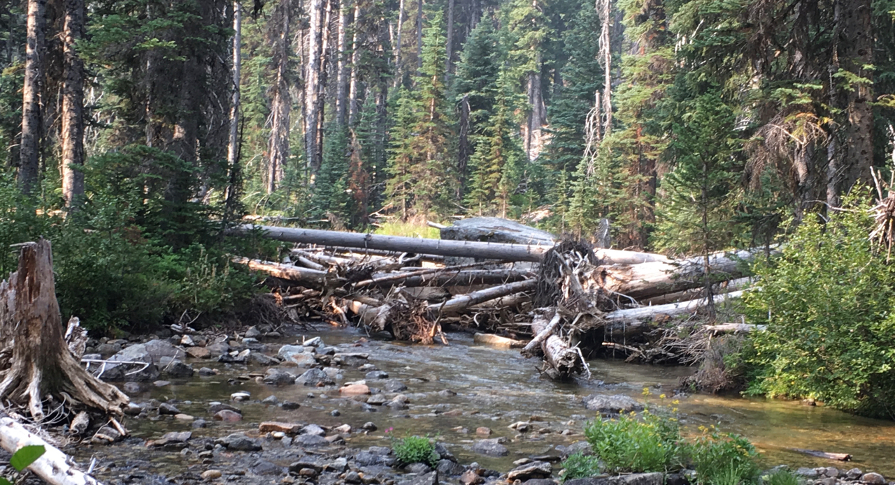 8-river otter-Lostine