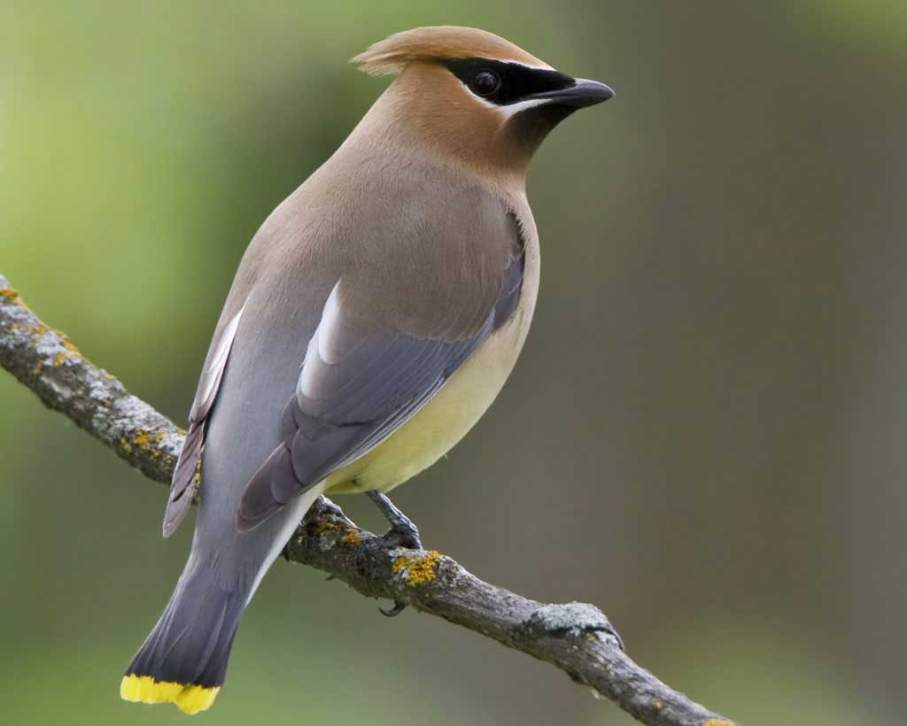 Cedar_Waxwing_b57-13-103_l