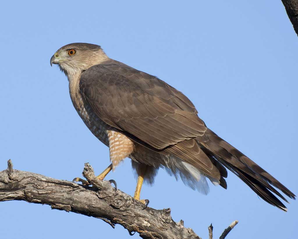 Coopers_Hawk_l07-53-038_l