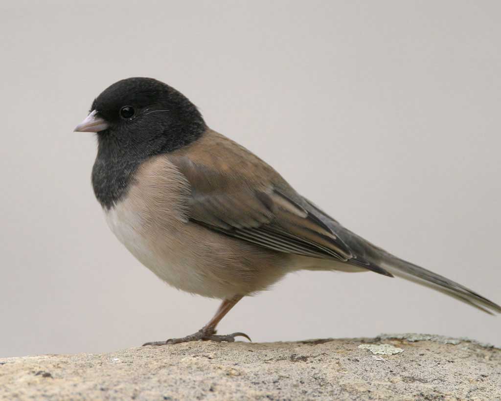 Dark-eyed_Junco_s70-2-077_l_1