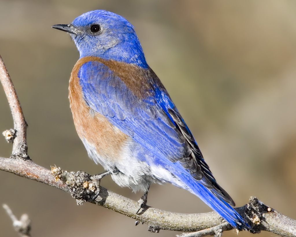 WesternBluebirdb13-43-097_l